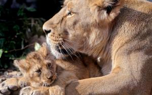 Lioness and her cub wallpaper thumb