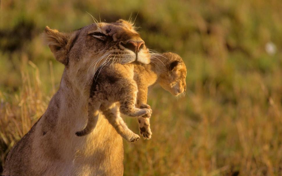 Mother Lion Her Baby wallpaper,cats HD wallpaper,lions HD wallpaper,animals HD wallpaper,baby HD wallpaper,mother HD wallpaper,beautiful HD wallpaper,cute HD wallpaper,lion HD wallpaper,1920x1200 wallpaper