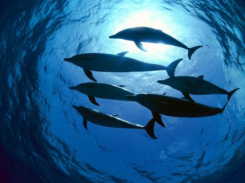 Animal, Dolphin, Fish, Sea, Seawater, Undersea, Blue wallpaper,animal wallpaper,dolphin wallpaper,fish wallpaper,sea wallpaper,seawater wallpaper,undersea wallpaper,blue wallpaper,1600x1200 wallpaper