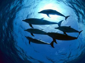 Animal, Dolphin, Fish, Sea, Seawater, Undersea, Blue wallpaper thumb
