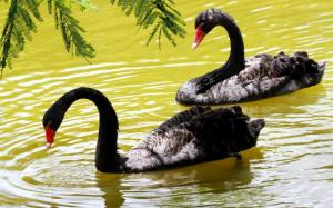 Black swans wallpaper thumb