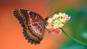 butterfly on flowers wallpaper for hd desktop wallpaper thumb