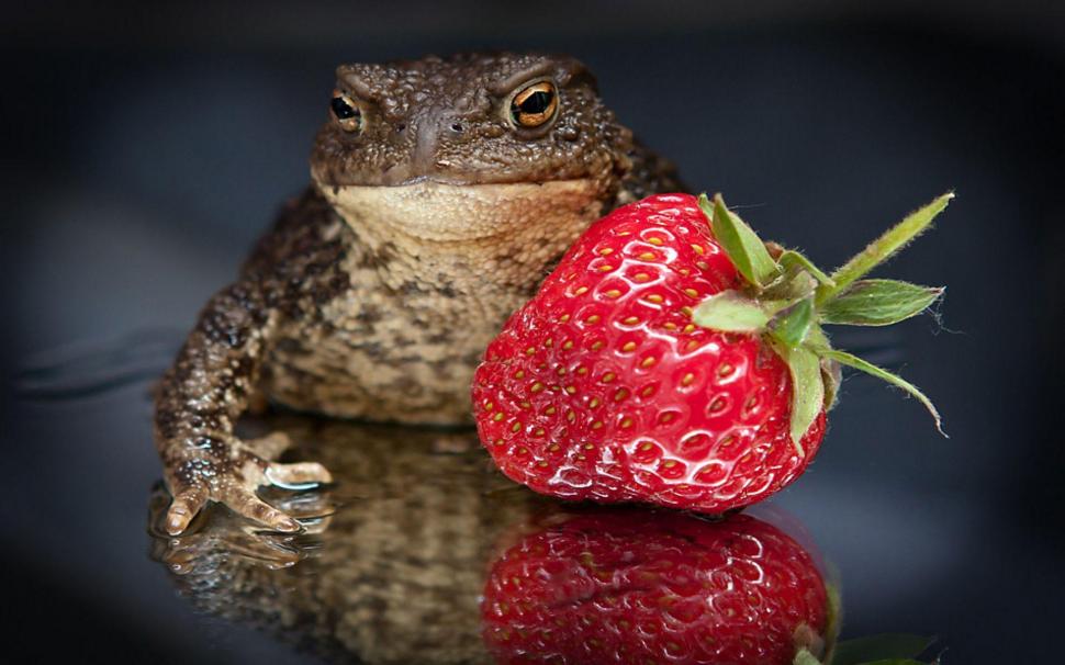 A Strawberry For A Kiss wallpaper,animals HD wallpaper,strawberry HD wallpaper,frogs HD wallpaper,kiss HD wallpaper,1920x1200 wallpaper
