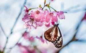 Butterfly, twig, sakura bloom, pink flowers, spring, blur wallpaper thumb
