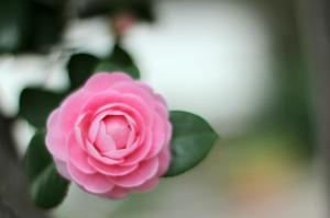 Beautiful Camellia wallpaper thumb