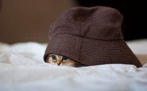 Little Kitty Hiding wallpaper thumb