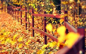 Autumn, fence, trees, yellow leaves wallpaper thumb