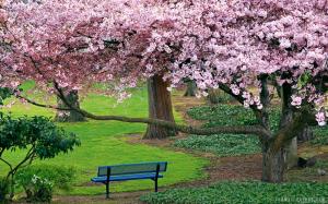 Cherry Blossoms Trees wallpaper thumb