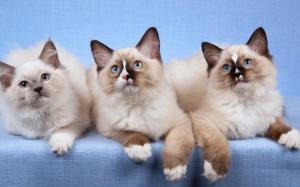 Three Ragdoll Cats wallpaper thumb