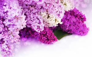 Lilac purple and white petals, flowers close-up wallpaper thumb