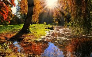 Nature landscape, sun rays, trees, leaves, autumn wallpaper thumb