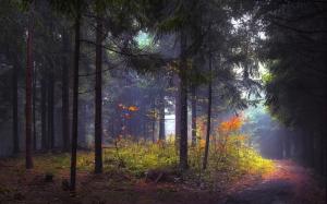 Nature, Landscape, Morning, Sunrise, Forest, Path, Mist, Sunlight wallpaper thumb