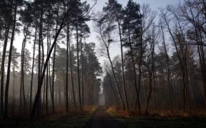 Morning forest, road, trees, fog wallpaper thumb