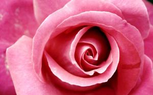 Beautiful Pink Rose wallpaper thumb