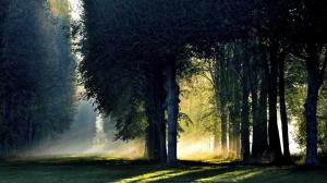 Forest, trees, morning, sunlight, fog, autumn wallpaper thumb