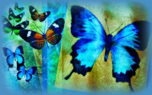 ?Bleu Papillon? wallpaper thumb