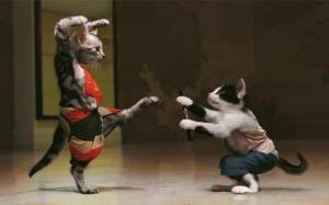Funny Karate Cat wallpaper thumb