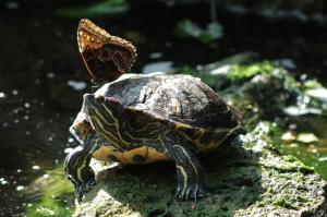 Butterfly, Reptile, Turtle, Insect wallpaper thumb