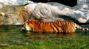 Swiming_tiger wallpaper thumb