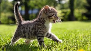 Kitten, walking, grass, desktop wallpaper thumb