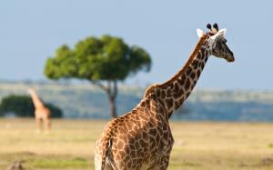 Africa wildlife, giraffes wallpaper thumb