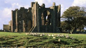 Castle Ruins In Scotl That's A Home For Sheep wallpaper thumb