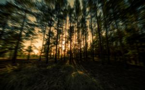 Trees Forest Sunset Motion Blur HD wallpaper thumb