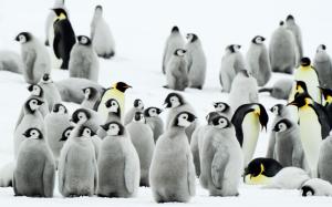 Antarctica Penguins wallpaper thumb