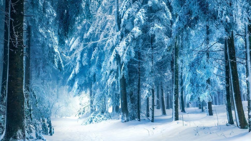 Snowy Forest wallpaper,Winter HD wallpaper,1920x1080 wallpaper