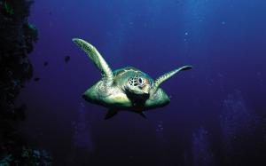 Turtle Swimming HD wallpaper thumb