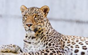 Leopard paw, whiskers, eyes, macro photography wallpaper thumb