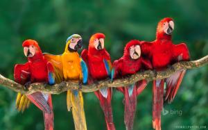 Colorful Macaws wallpaper thumb