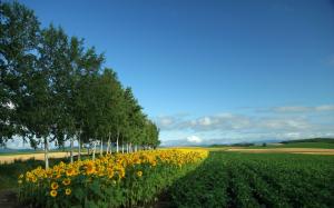 Field of Sunflowers wallpaper thumb