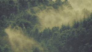 Fog Above Forest Trees wallpaper thumb