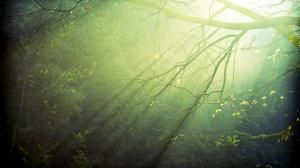 Branches, Nature, Light, Sun Rays wallpaper thumb