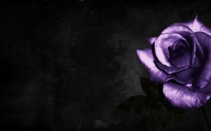 Purple Rose on Black Background wallpaper thumb