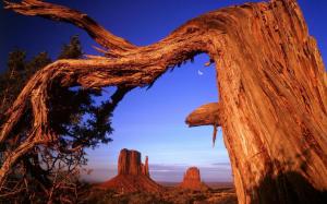 Desert rock dry tree in USA wallpaper thumb