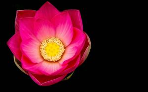 Pink lotus flower macro, black background wallpaper thumb