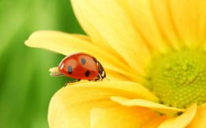 Macro Ladybugs  Background HD wallpaper thumb