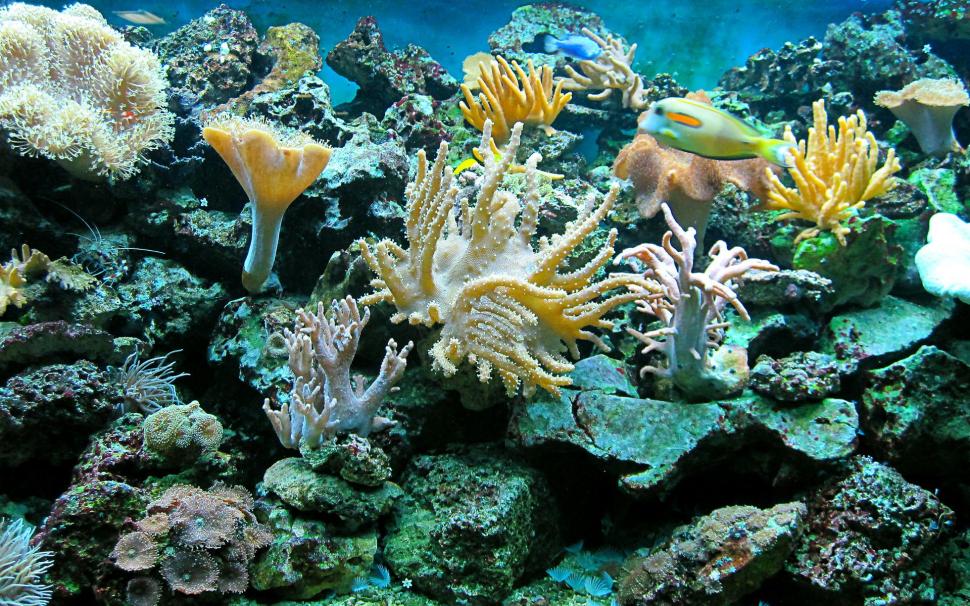 Sea Underwater Ocean Reef Fish Widescreen wallpaper,fishes HD wallpaper,fish HD wallpaper,ocean HD wallpaper,reef HD wallpaper,underwater HD wallpaper,widescreen HD wallpaper,1920x1200 wallpaper