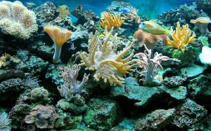 Sea Underwater Ocean Reef Fish Widescreen wallpaper thumb