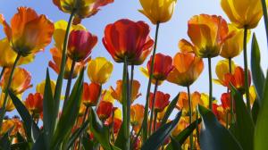 Mother Nature's Tulips wallpaper thumb
