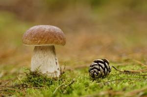 Mushroom and pine cone wallpaper thumb