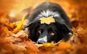 Black dog, autumn, red leaves wallpaper thumb