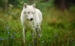 Arctic wolf predator wallpaper thumb