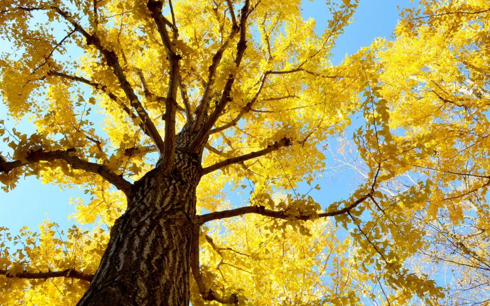 Tree, trunk, sky, yellow leaves, autumn wallpaper,Tree HD wallpaper,Trunk HD wallpaper,Sky HD wallpaper,Yellow HD wallpaper,Leaves HD wallpaper,Autumn HD wallpaper,1920x1200 wallpaper