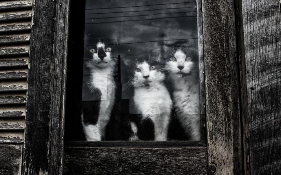 Cats Sitting at Window wallpaper,window HD wallpaper,animal HD wallpaper,1920x1200 wallpaper