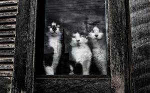 Cats Sitting at Window wallpaper thumb