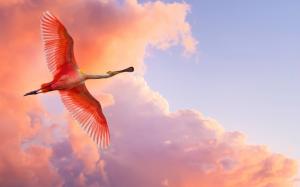 Red feather bird flying in the sky wallpaper thumb
