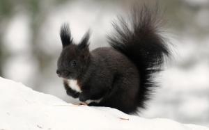 Sweet Black Squirrel wallpaper thumb